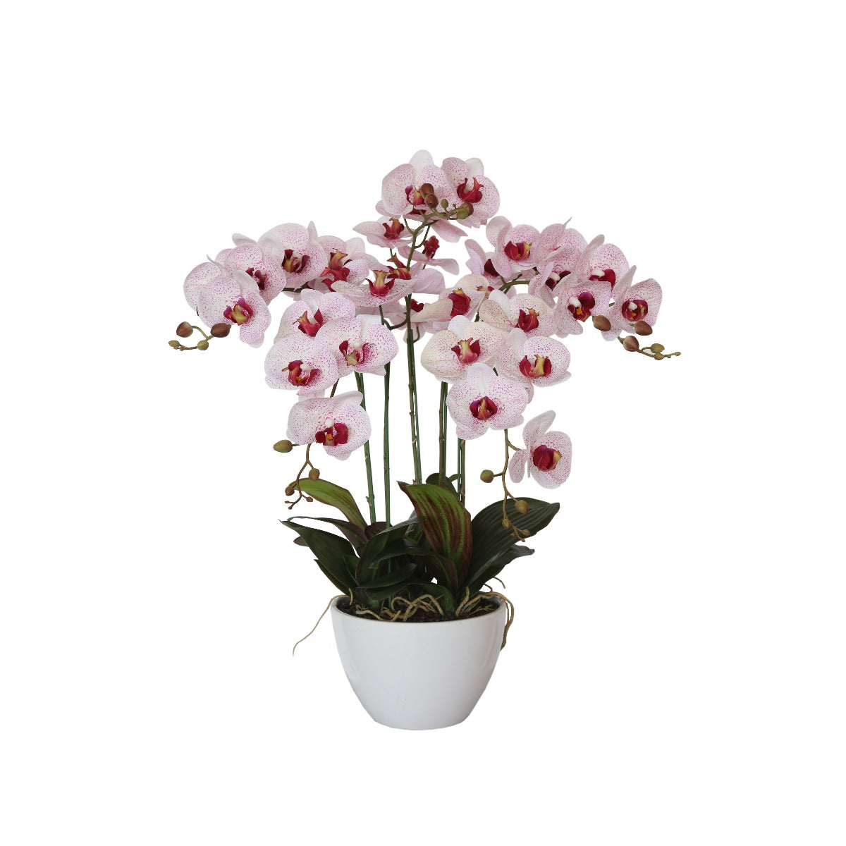 A vibrant 66cm Multi Butterfly Orchid in Pink, elegantly arranged in a stylish white pot, showcasing its lifelike petals and multi-stem design.