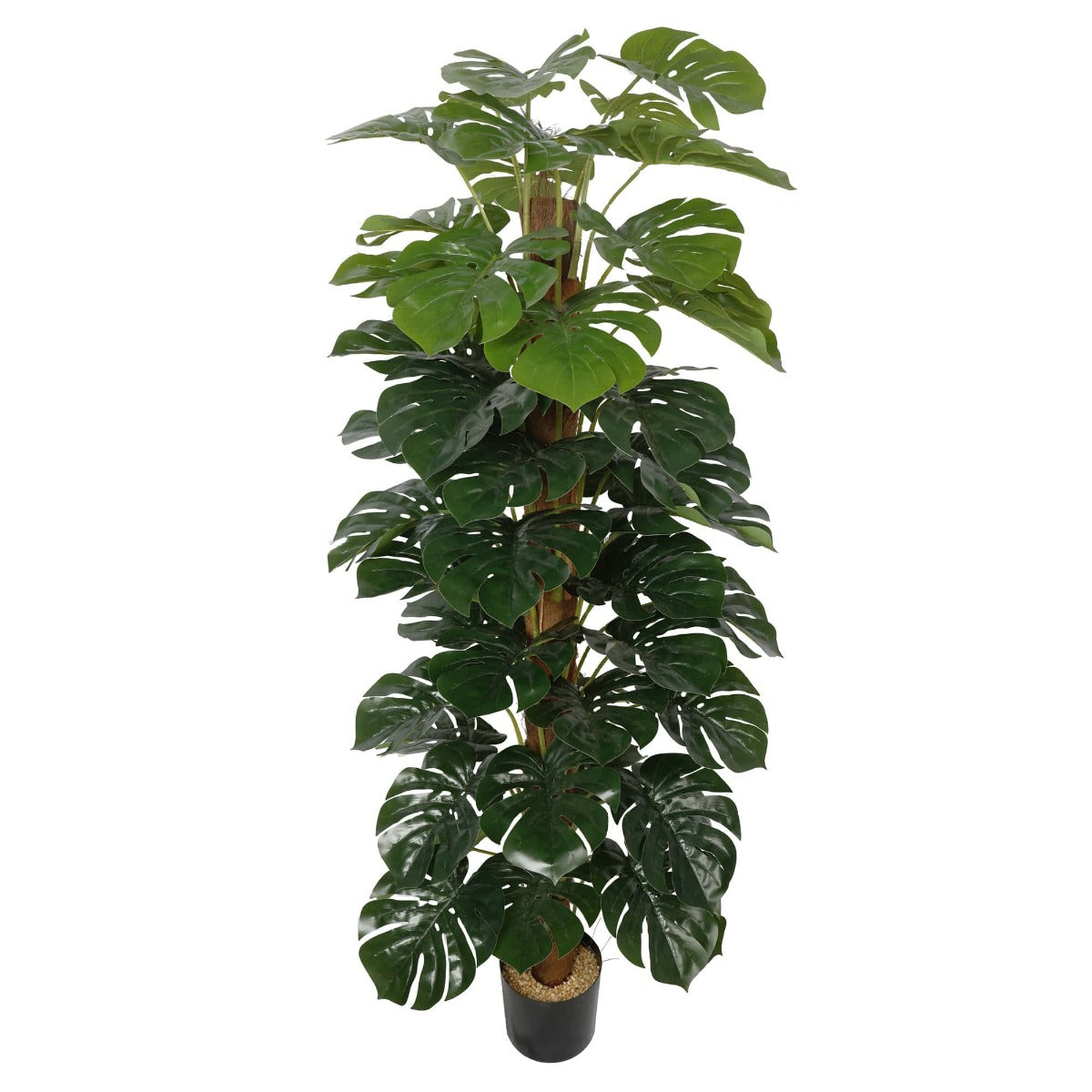 A tall 180cm Artificial Money Plant (Monstera) with lush green leaves in a decorative pot, adding elegance to any room.