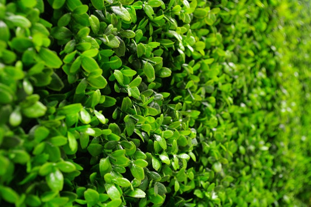 Deluxe Buxus Panels UV Stabilised 1m X 1m showcasing lush green foliage, perfect for indoor and outdoor decoration.