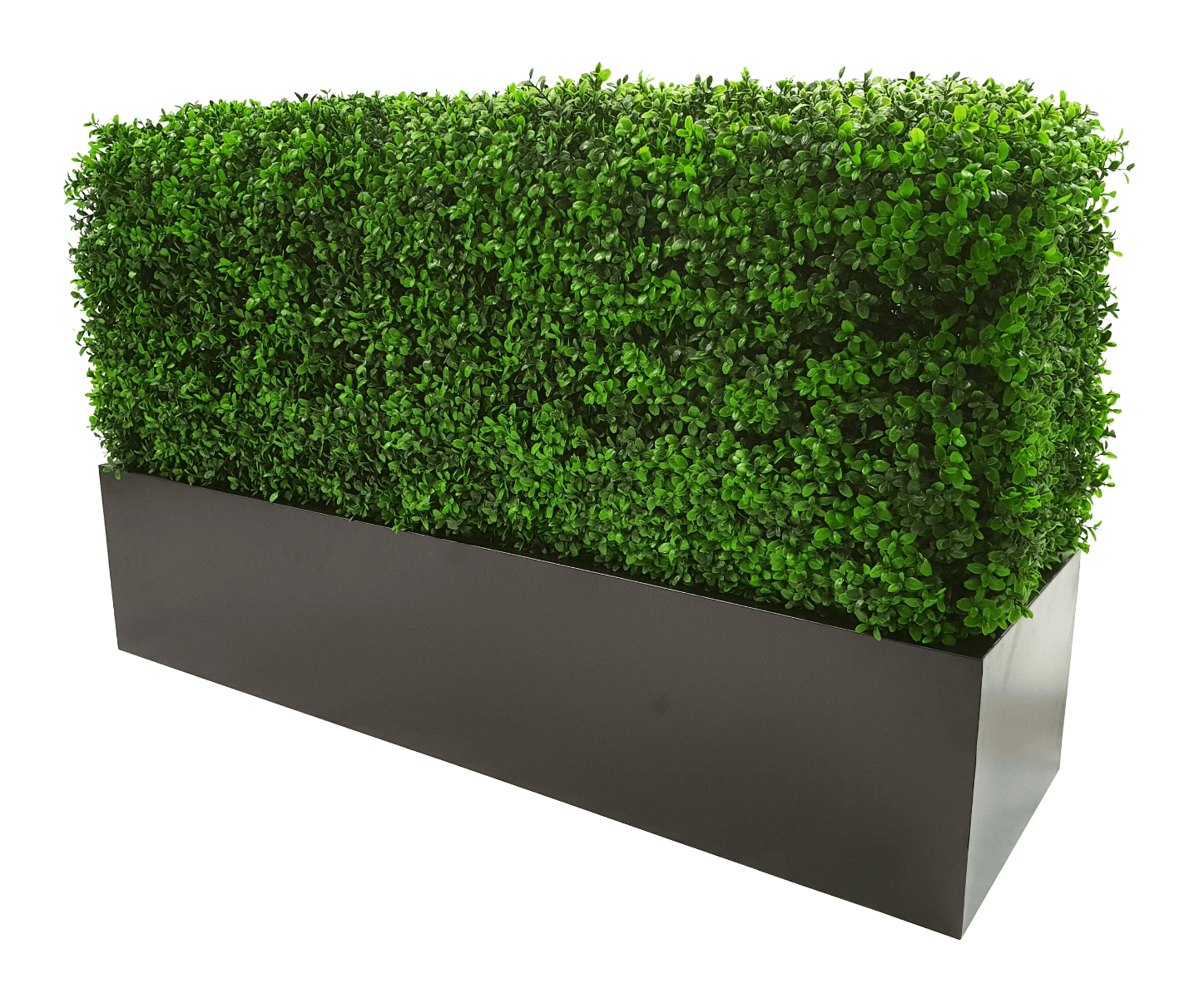 Deluxe Portable Buxus hedge, 100cm long and 50cm high, showcasing vibrant green leaves, perfect for outdoor privacy and decoration.