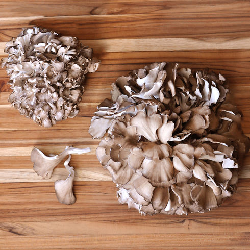 Fresh Cultivated Maitake mushrooms, showcasing their unique fan-like shape and earthy color, perfect for culinary use.