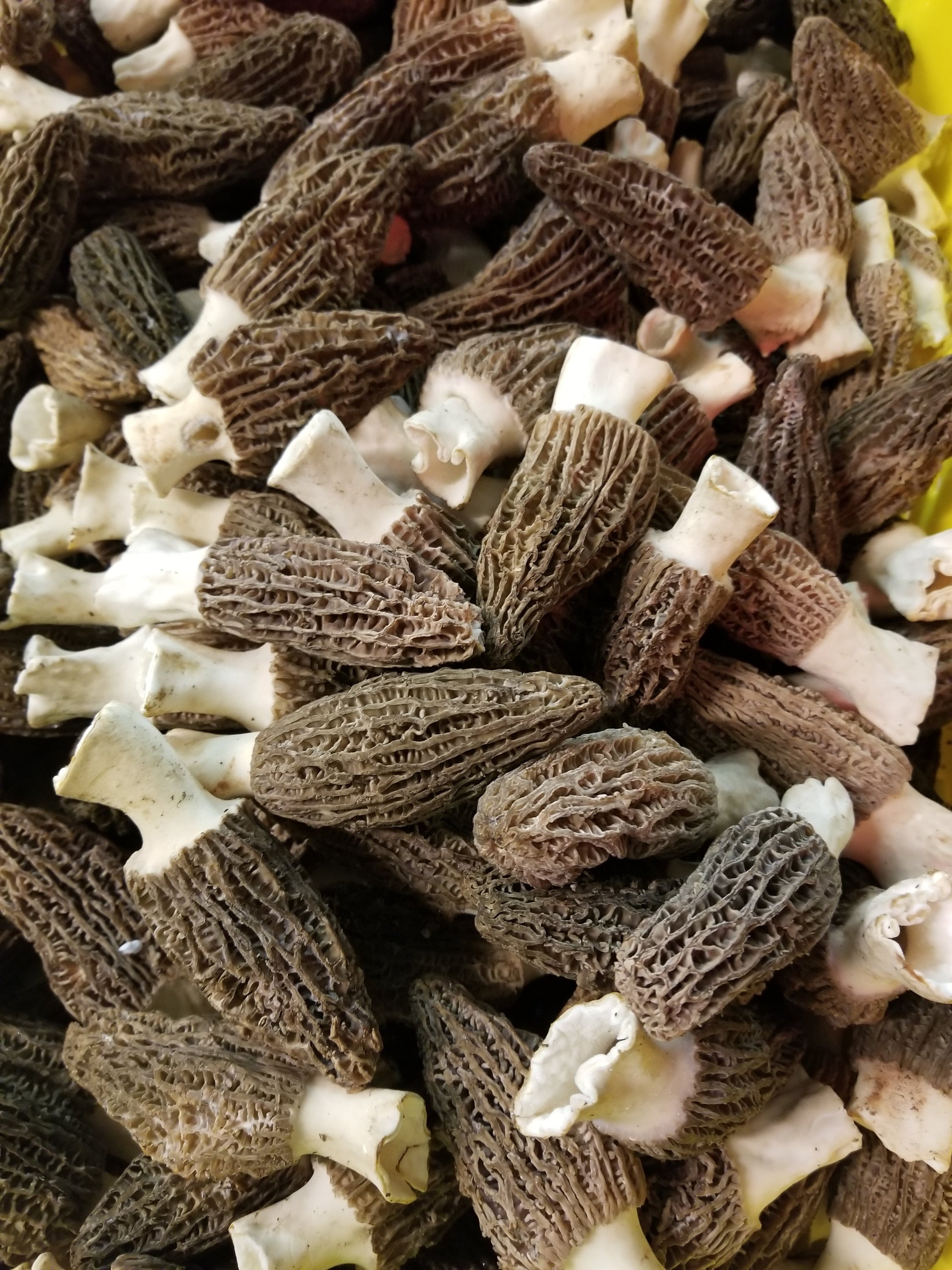 Fresh cultivated morel mushrooms with honeycomb caps and hollow stems, displayed on a wooden surface.