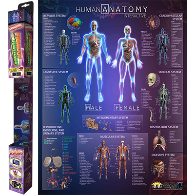 Interactive Smart Chart showcasing human anatomy and solar system with vibrant colors and detailed illustrations.