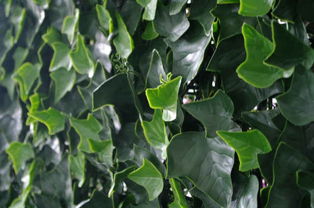 A 1m x 1m UV stabilized artificial ivy leaf screen, showcasing lush green leaves, ideal for indoor and outdoor decoration.