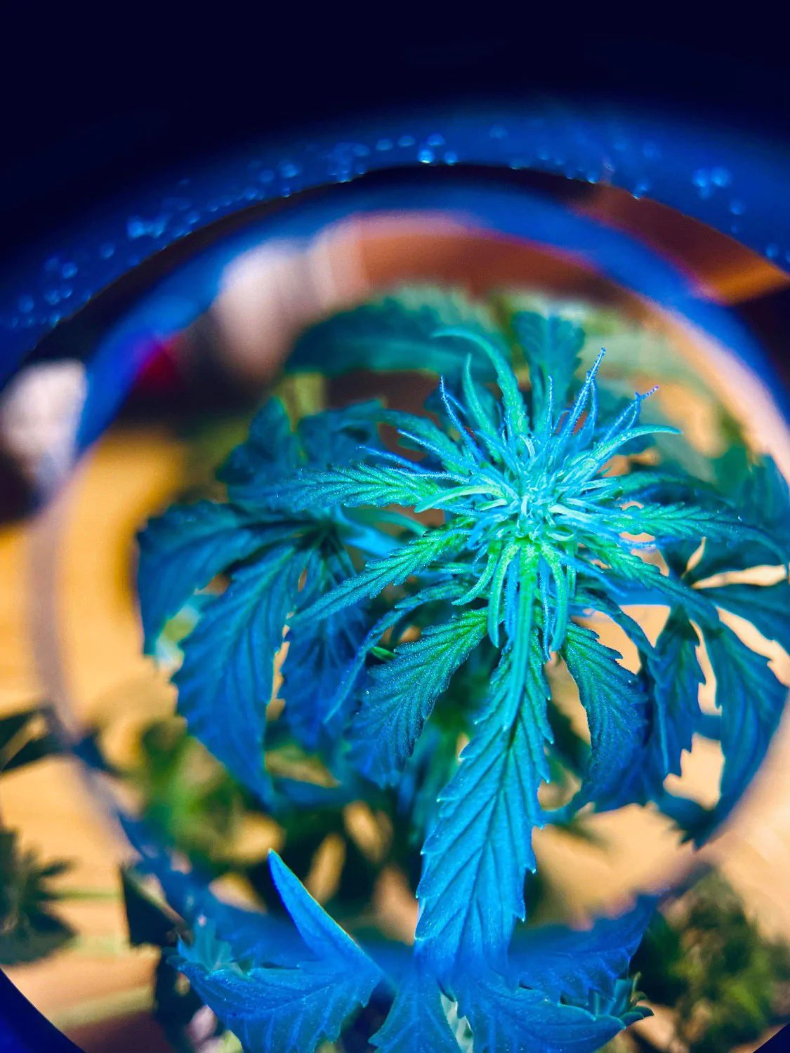 MasonBrite StealthGrow 240W Full Spectrum LED grow light designed for 4x2 grow tents, featuring a waterproof design and Samsung technology.