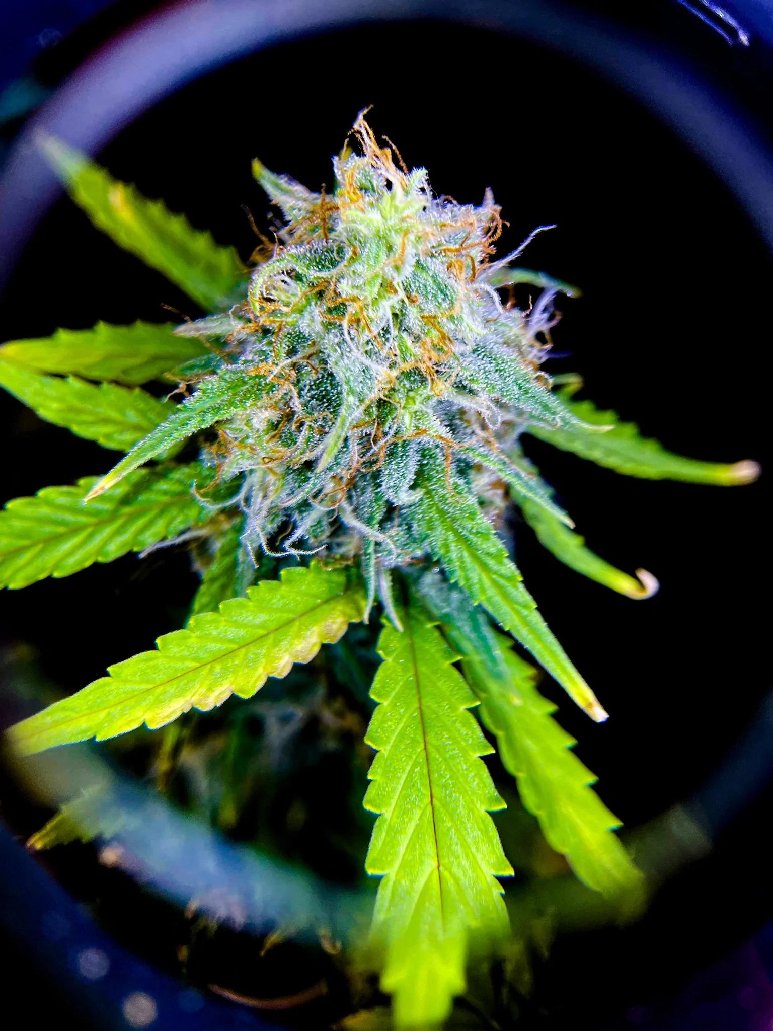 MasonBrite StealthGrow 240W Full Spectrum LED grow light designed for 4x2 grow tents, featuring a waterproof design and Samsung technology.