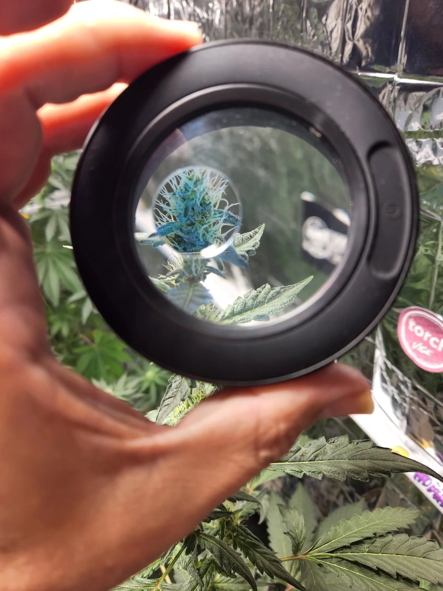 MasonBrite v3.0 Cannabis Display Kit showcasing its sleek design and features.