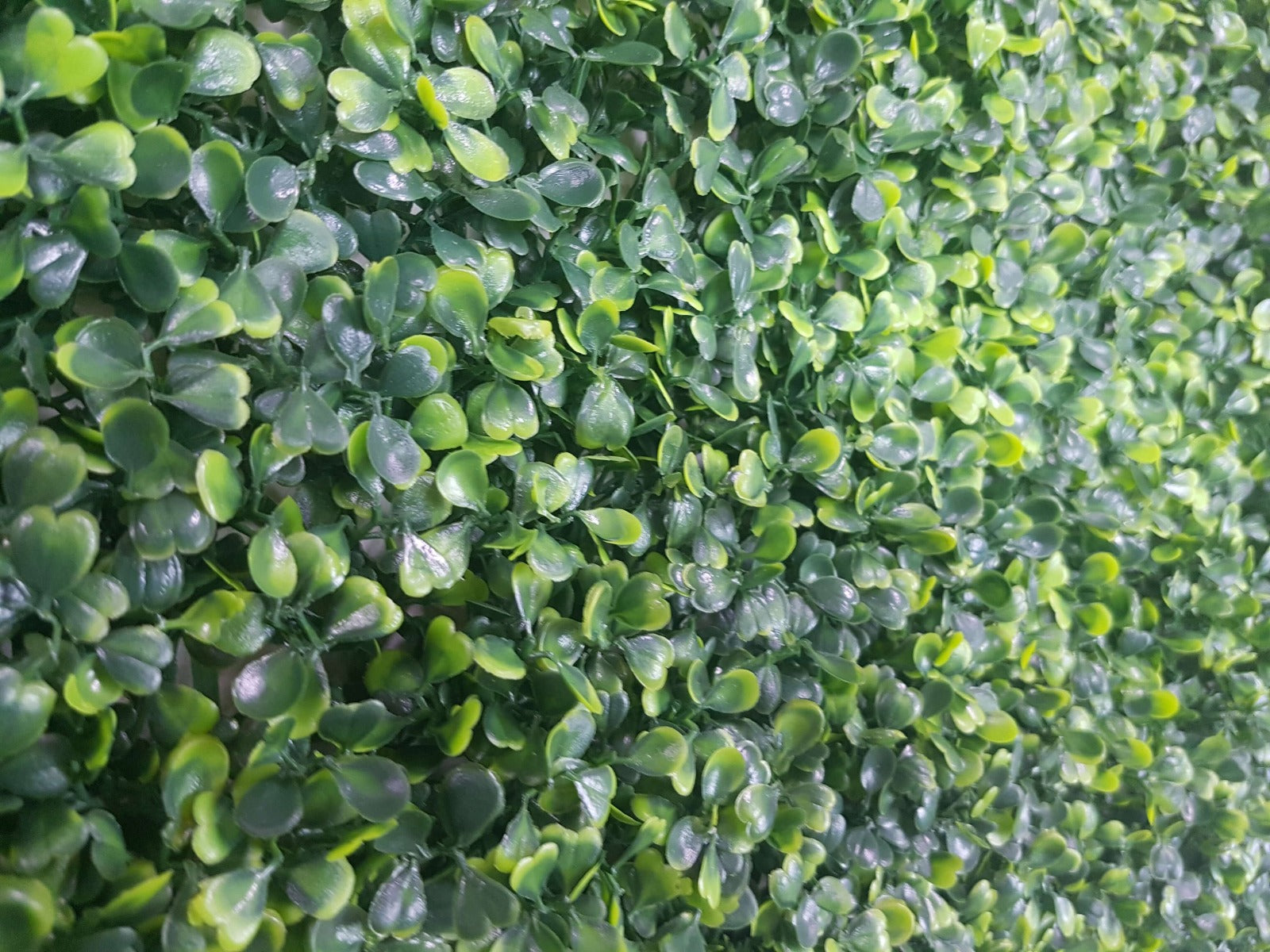 A 1m x 1m Mixed Boxwood Hedge Panel showcasing realistic green foliage, perfect for privacy and decoration.
