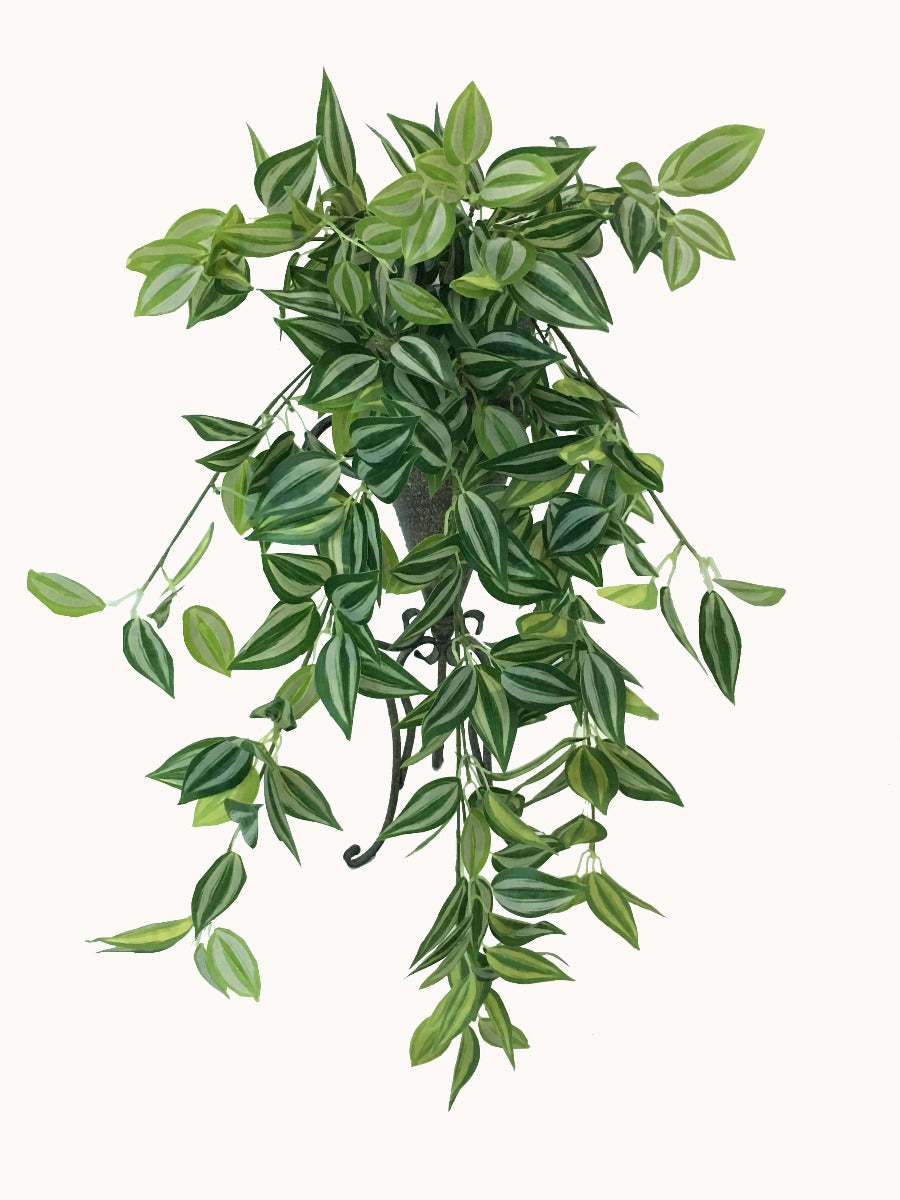 A lush 80cm Mixed White and Green Hanging Philodendron Bush showcasing realistic foliage, perfect for home or office decor.