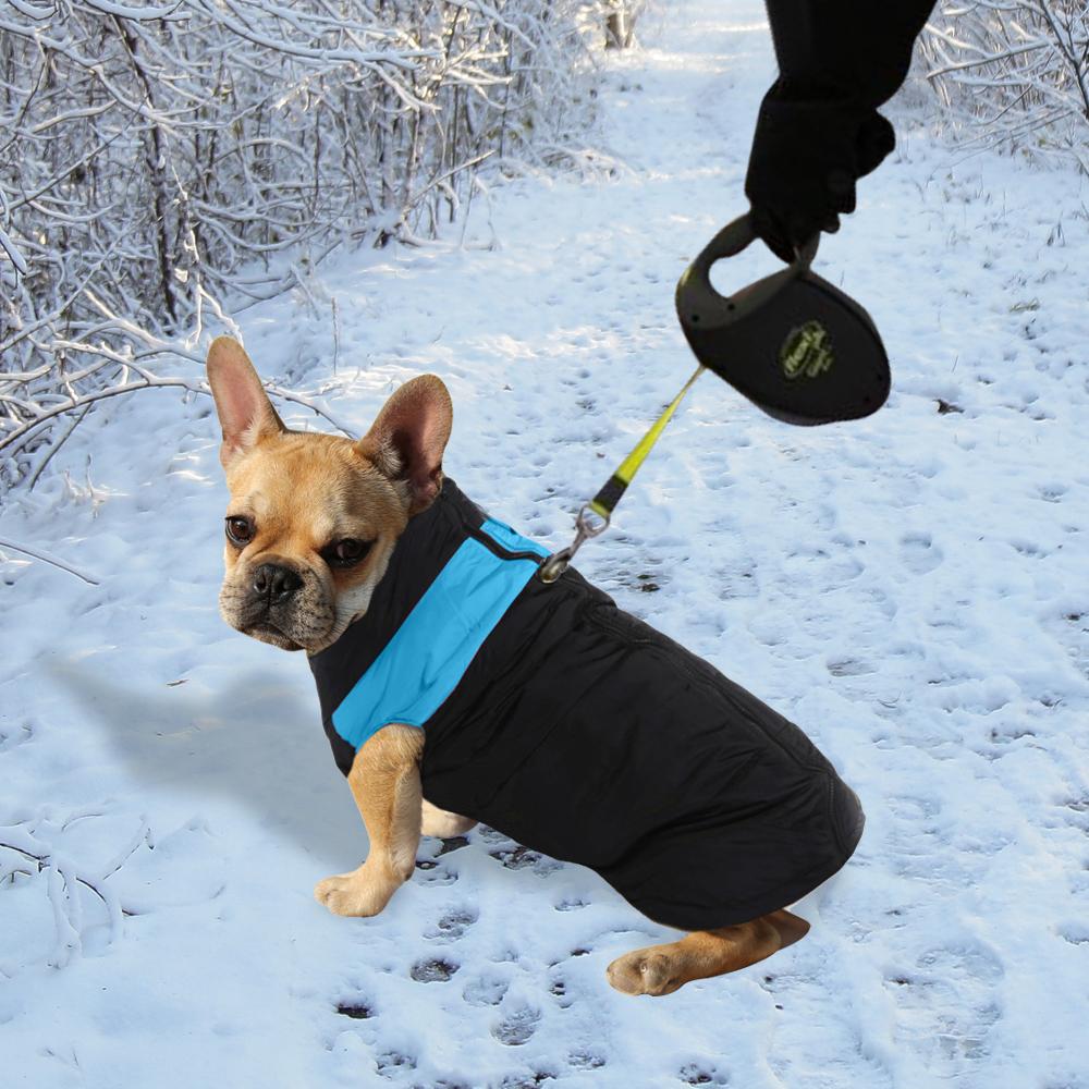 PaWz Dog Winter Jacket in blue, padded and waterproof, designed for comfort and warmth during winter walks.