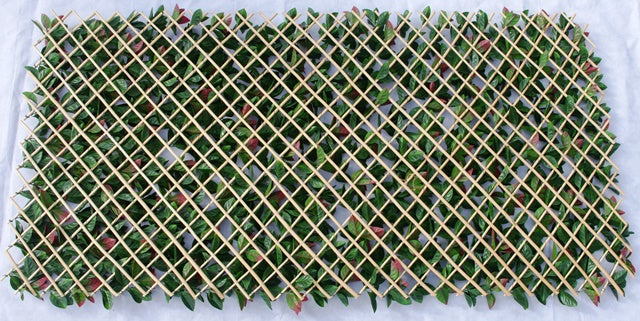Photinia Hedge Extendable Trellis showcasing vibrant green leaves on a timber frame, perfect for enhancing outdoor spaces.