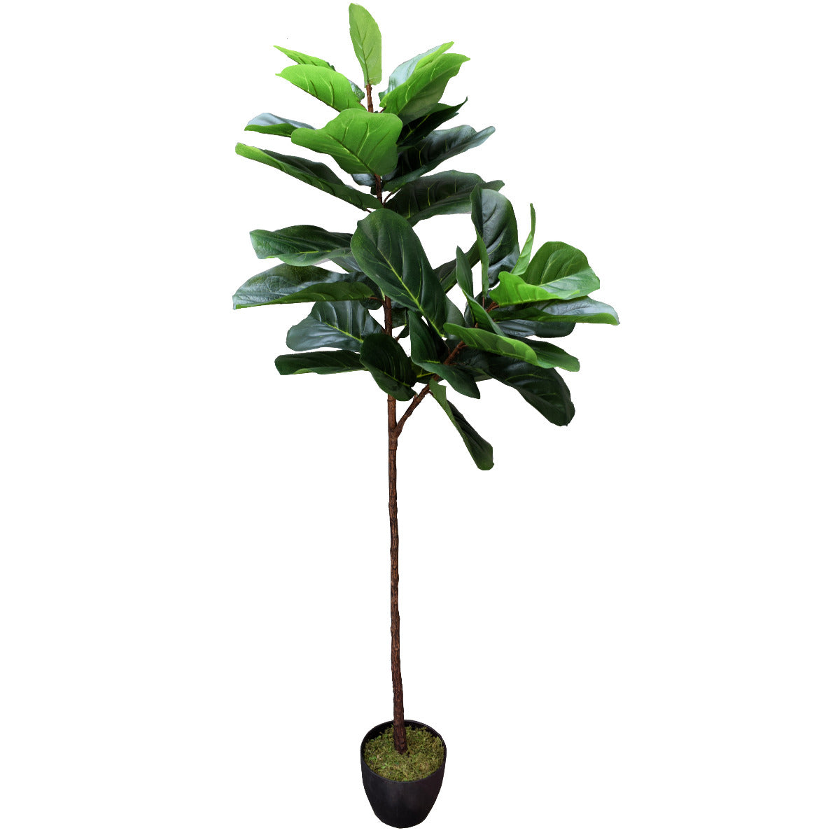 Tall Artificial Fiddle Leaf Fig Tree 170cm with lush green leaves in a basic black planter, perfect for home or office decor.
