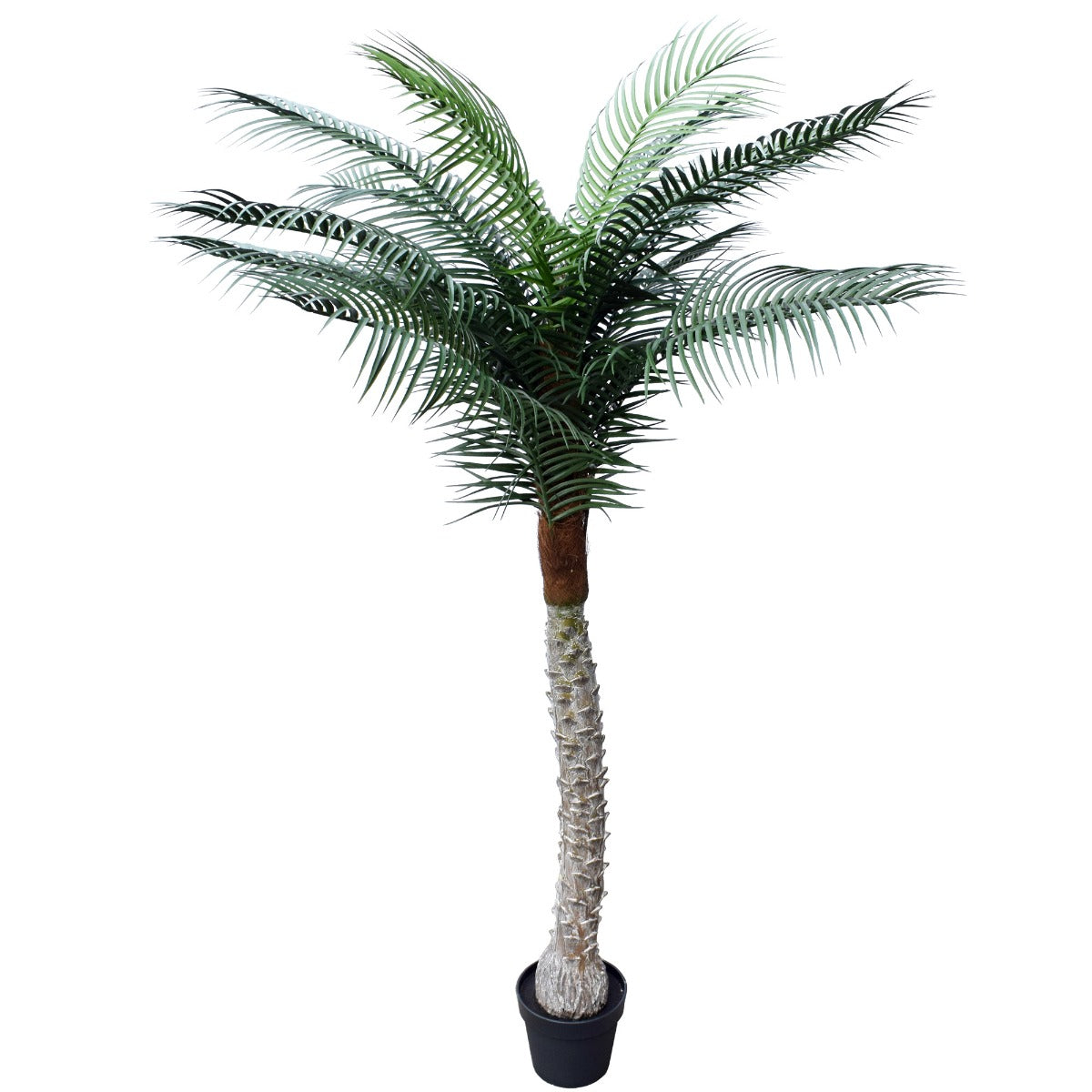 A 170cm tall Tropical Phoenix Palm Tree with lush green fronds, designed for indoor and outdoor use, showcasing its UV resistant features.
