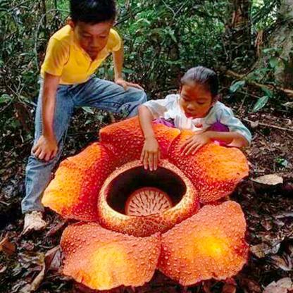 ARNOLDI Organic Cotton Shirt in Golden Saffron featuring a unique Arnoldi flower pattern, made from breathable organic cotton.